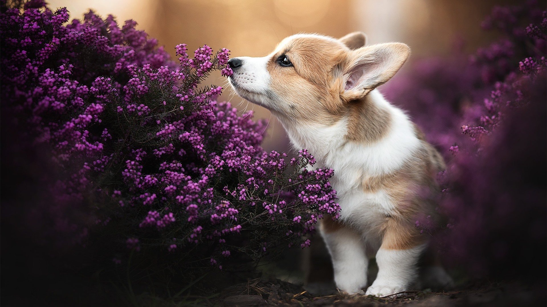 开云官网-门兴格拉德巴赫通过中路渗透撕破防线