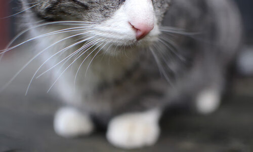 意甲百战不殆：细节中体现战术层次，意甲最快百球