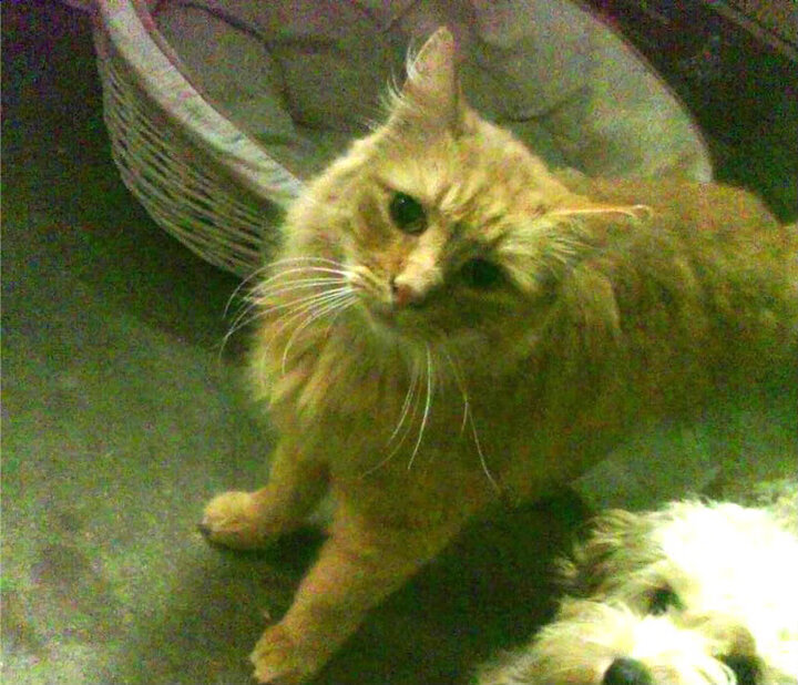 法国年轻天才崭露头角,未来之星无限