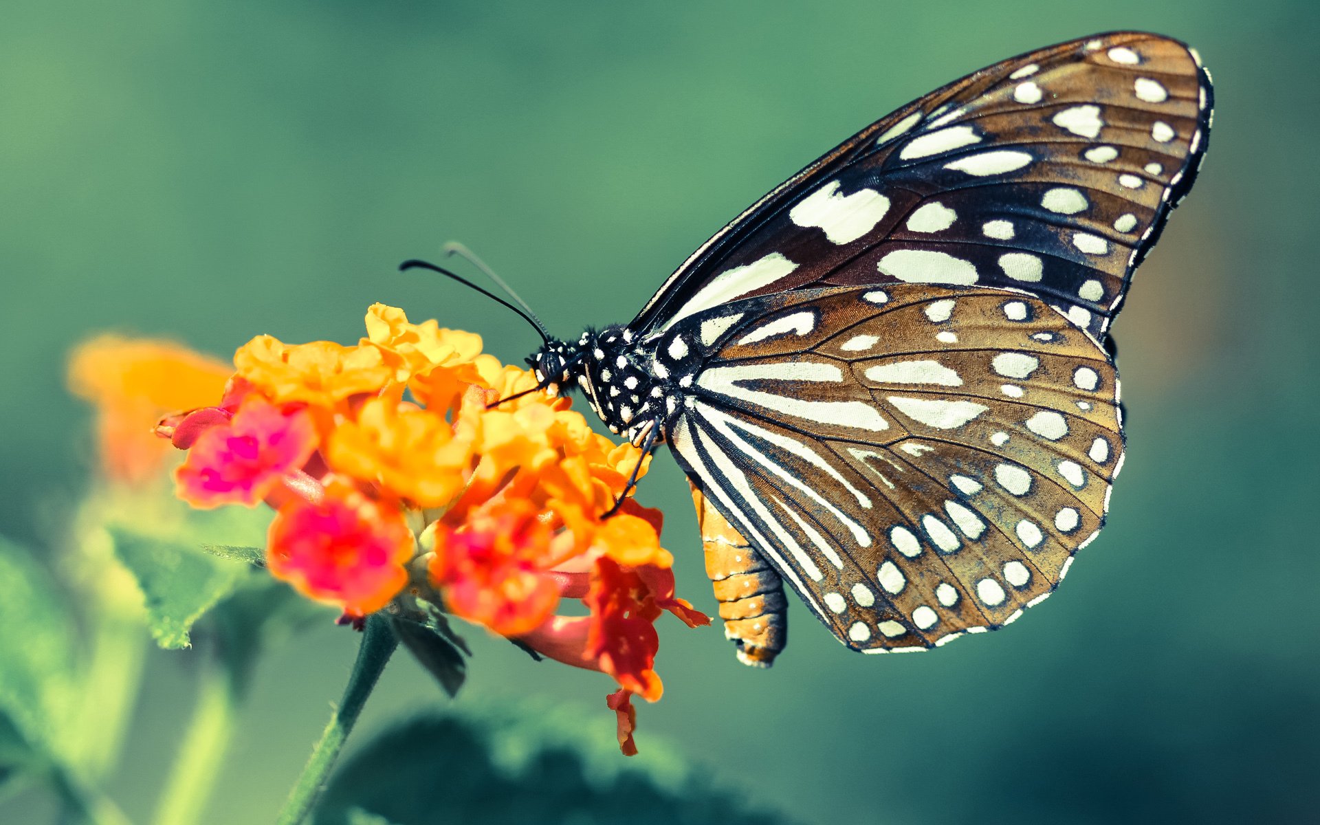 莫伊：全黑队的“前场霸主”，在scrum中屡屡夺得主动