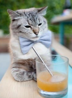 赞比亚男篮在非洲预赛中拼搏不止,进军奥运向日葵般盛开,赞比亚阵容